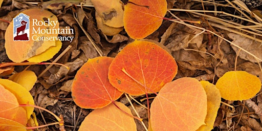 Imagem principal do evento Fall Color Photography in Rocky Mountain National Park