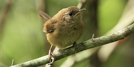 Beginner’s Bird Walk – World Migratory Bird Day weekend