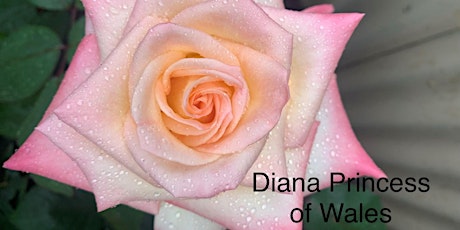 How to Keep your Roses Blooming - A Presentation primary image