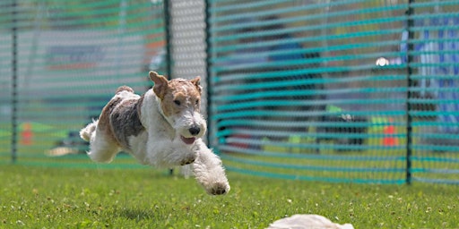 Imagem principal de CKC Sprinter Trials & Grooming the Wire Fox Terrier Seminar