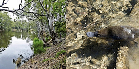 Regenerating the Orara River