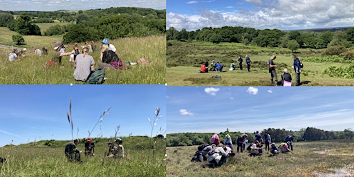 Grasses, Sedges and Rushes - 2 day course primary image