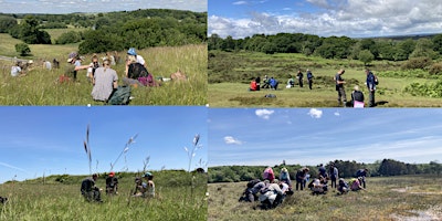 Hauptbild für Grasses, Sedges and Rushes - 2 day course