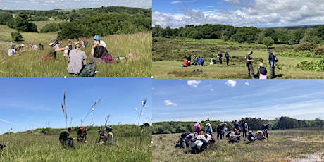 Grasses, Sedges and Rushes - 2 day course