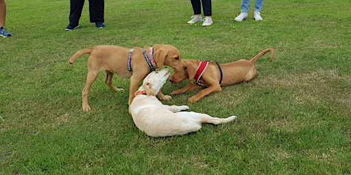 Puppy Conversations primary image