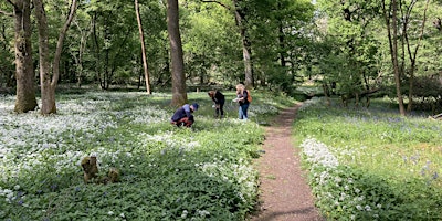 Primaire afbeelding van Woodland Plants - Identification and Survey