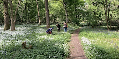 Woodland Plants - Identification and Survey primary image