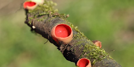 Family Fungus Day at Mere Sands Wood