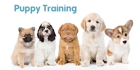 PUPPY TRAINING (LEVEL 1), Thursday @ DSPCA, Rathfarnham primary image