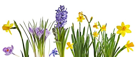 Primaire afbeelding van The Caley - Spring Bulb Show