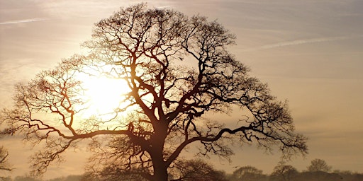 Poynton Park Tree Wander