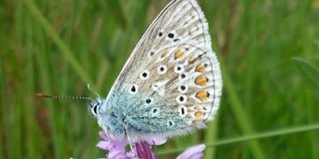 Wildflowers & butterflies of Jacksons’ Brickworks Local Nature Reserve