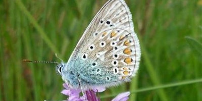 Primaire afbeelding van Wildflowers & butterflies of Jacksons’ Brickworks Local Nature Reserve
