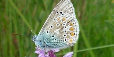 Wildflowers & butterflies of Jacksons’ Brickworks Local Nature Reserve primary image