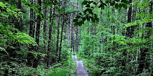 Primaire afbeelding van Forest Bathing in Amsterdam