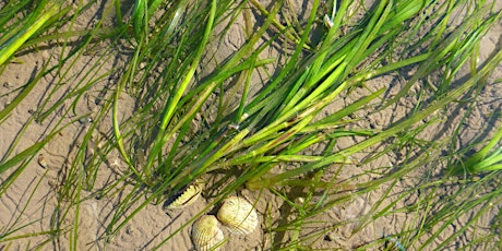 Seagrass: What it is, why it matters and how to bring it back to Cumbria