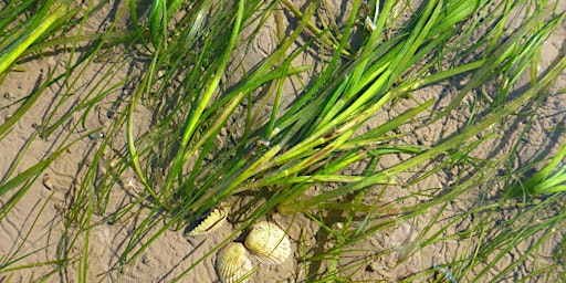 Seagrass: What it is, why it matters and how to bring it back to Cumbria primary image