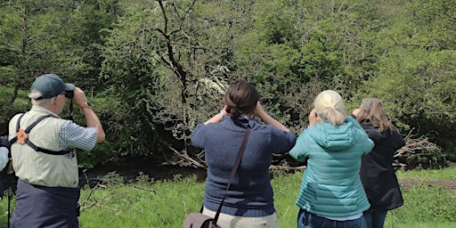 Hauptbild für Birdwatching – Understanding Summer Birds with Nature Stuff (Wednesdays)