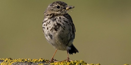 Imagem principal do evento Birdwatching – Understanding Spring Birds with Nature Stuff  (Wednesdays)