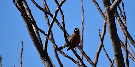 Great Backyard Bird Count Hike primary image