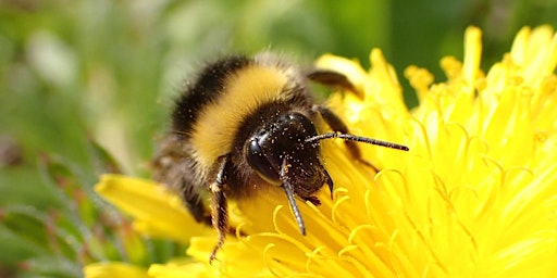 Primaire afbeelding van Spring bees