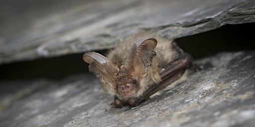 Image principale de Family Bat Box Making