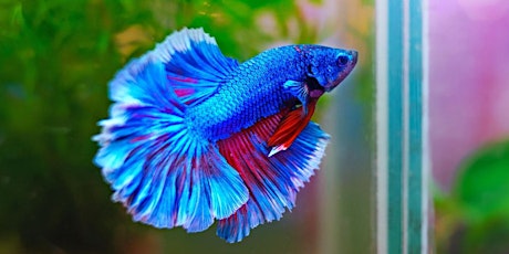 Betta Fish Take Home Pet Workshop - St. John, IN primary image