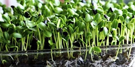 Atelier - Germination et micro-pousses