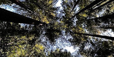Imagen principal de Tree Walk with Canopy: a Center for Social Impact Project