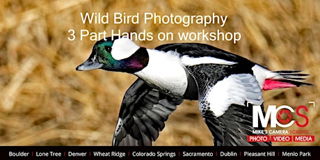 Wild Bird Photography 3 Part workshop