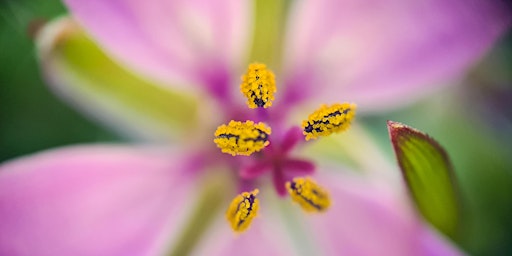 Hauptbild für Microscopic Marvels  at Broadland Country Park