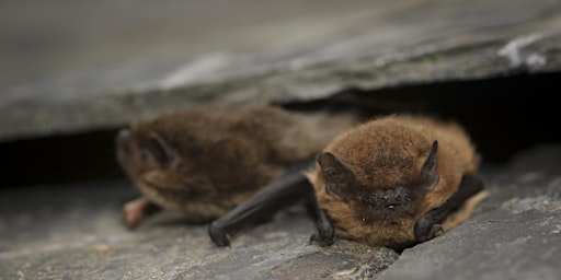 Brockholes Adults Only Bat Walk - 27th August primary image