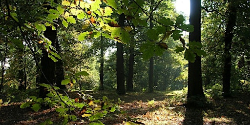 Imagen principal de Shinrin Yoku Forest Bathing - Online and Newstead Abbey - Adult Learning