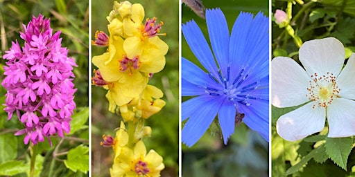 Summer wildflower walk -  a gentle stroll with a local botanist primary image