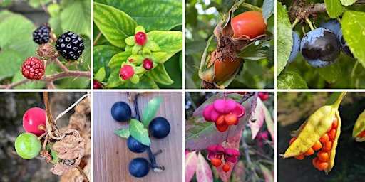 Primaire afbeelding van Autumn wildflower walk -  a gentle stroll with a local botanist