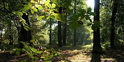 Hauptbild für Shinrin Yoku- Forest Bathing - Feel Good Gardens - Adult Learning