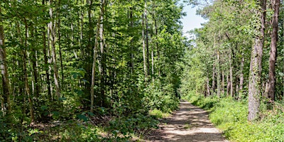 Imagen principal de FORÊT D’HIER ET DE DEMAIN