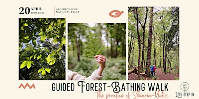 Guided Forest-Bathing Walk primary image