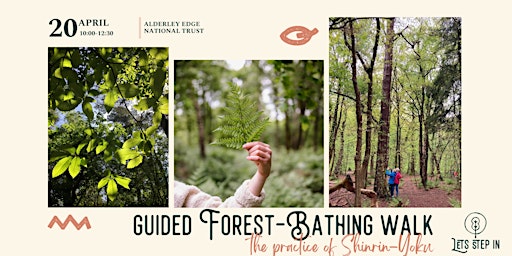 Guided Forest-Bathing Walk primary image