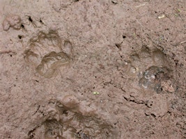 Hauptbild für Tracks and signs