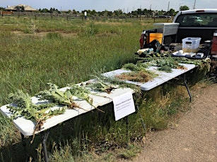 Noxious Weed ID Training