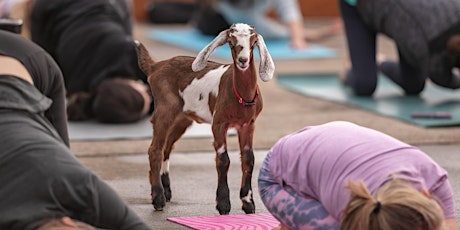 For the love of...Goats & Yoga! primary image