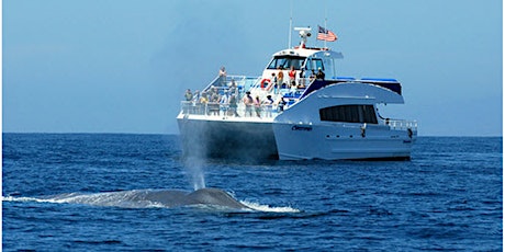 Whale Watch and Dolphin Tour from SAN PEDRO