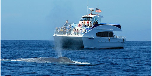 Whale Watch and Dolphin Tour from SAN PEDRO primary image