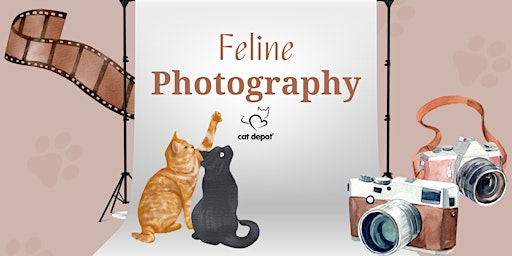 Feline Photography Session 3 primary image