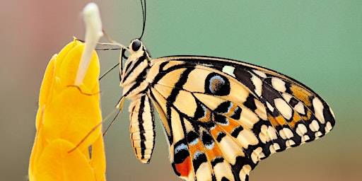 Image principale de The Moth Ball