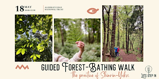 Primaire afbeelding van Guided Forest-Bathing Walk