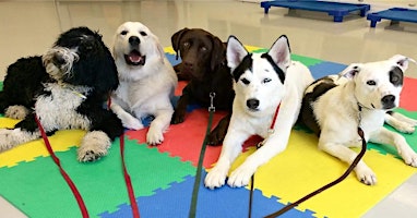 Hauptbild für Intro to Animal Handling Class