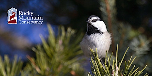 Imagem principal do evento Mindful Birding: Rocky Mountain Forests