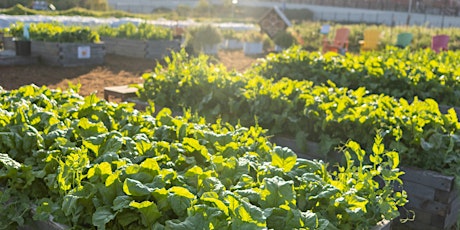 Spring Gardening for Beginners